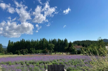 고성 라벤더 축제9