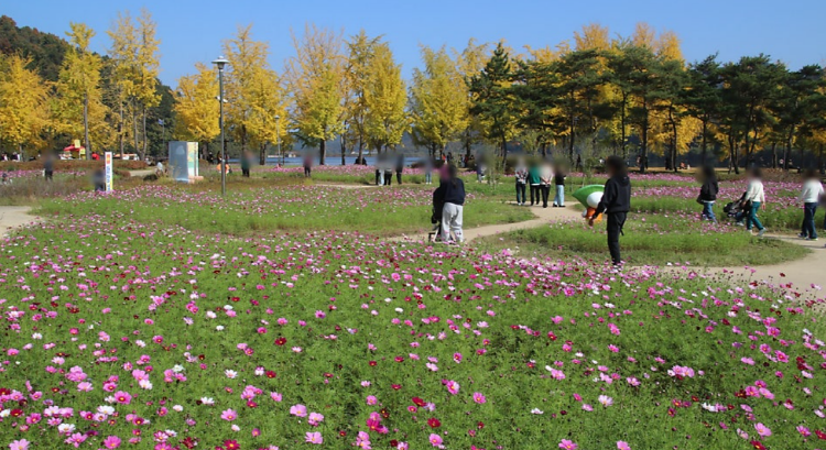 괴산 문광저수지 은행나무길