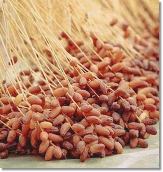 대추야자 효능 및 영양성분 먹는 법과 주의점