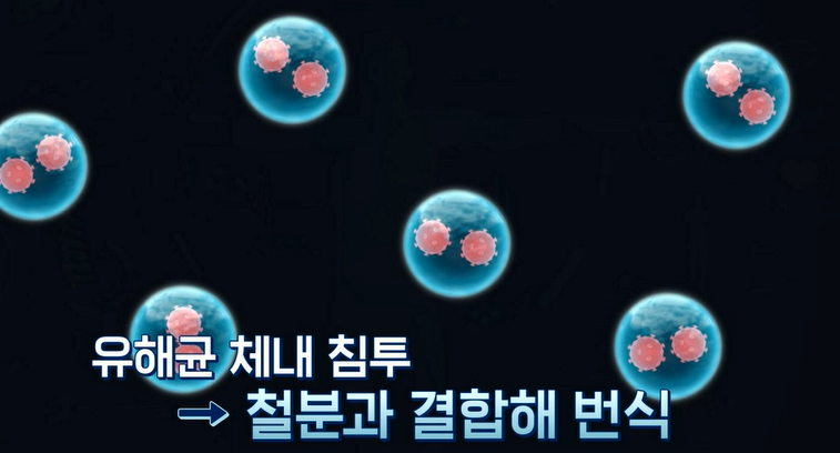 락토페린 효능