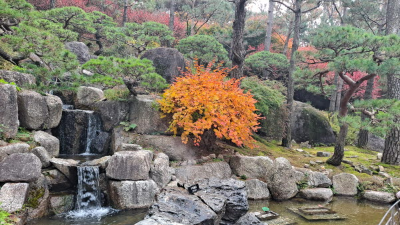 단풍명소_화담숲_소나무정원