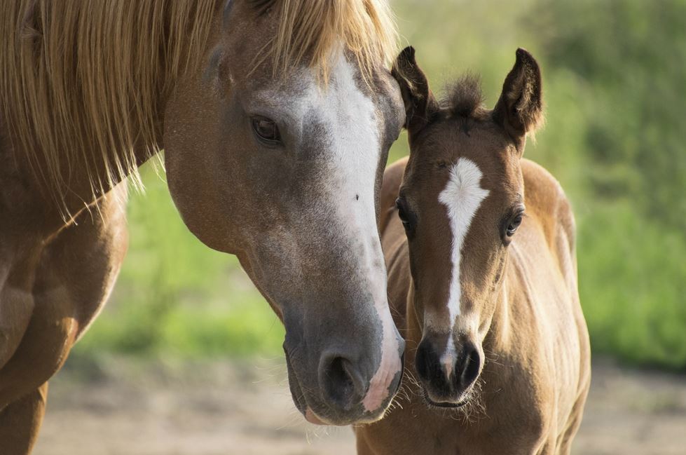 2026년 띠별 운세 완전정리(12띠 사주풀이·재물·연애·직장·건강 )
