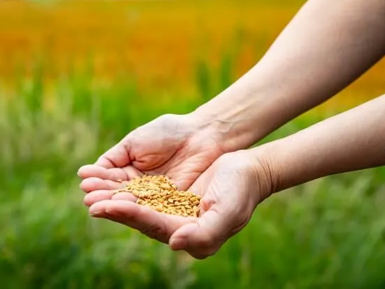 몸에좋은 카무트 쌀