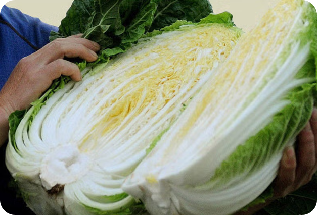 괴산 절임배추 20kg 직거래 가격 이미지 /츨처: SSG이마트몰