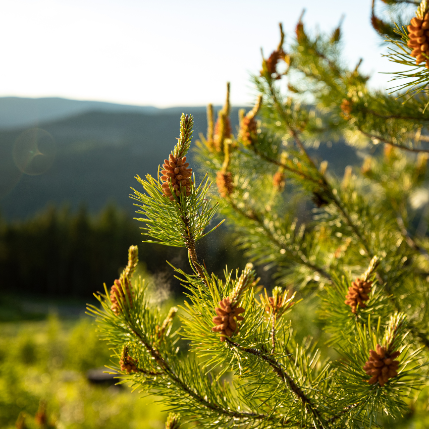 송화가루 알레르기_14