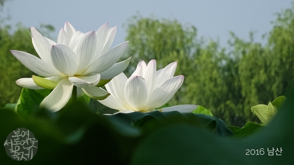 연꽃사진