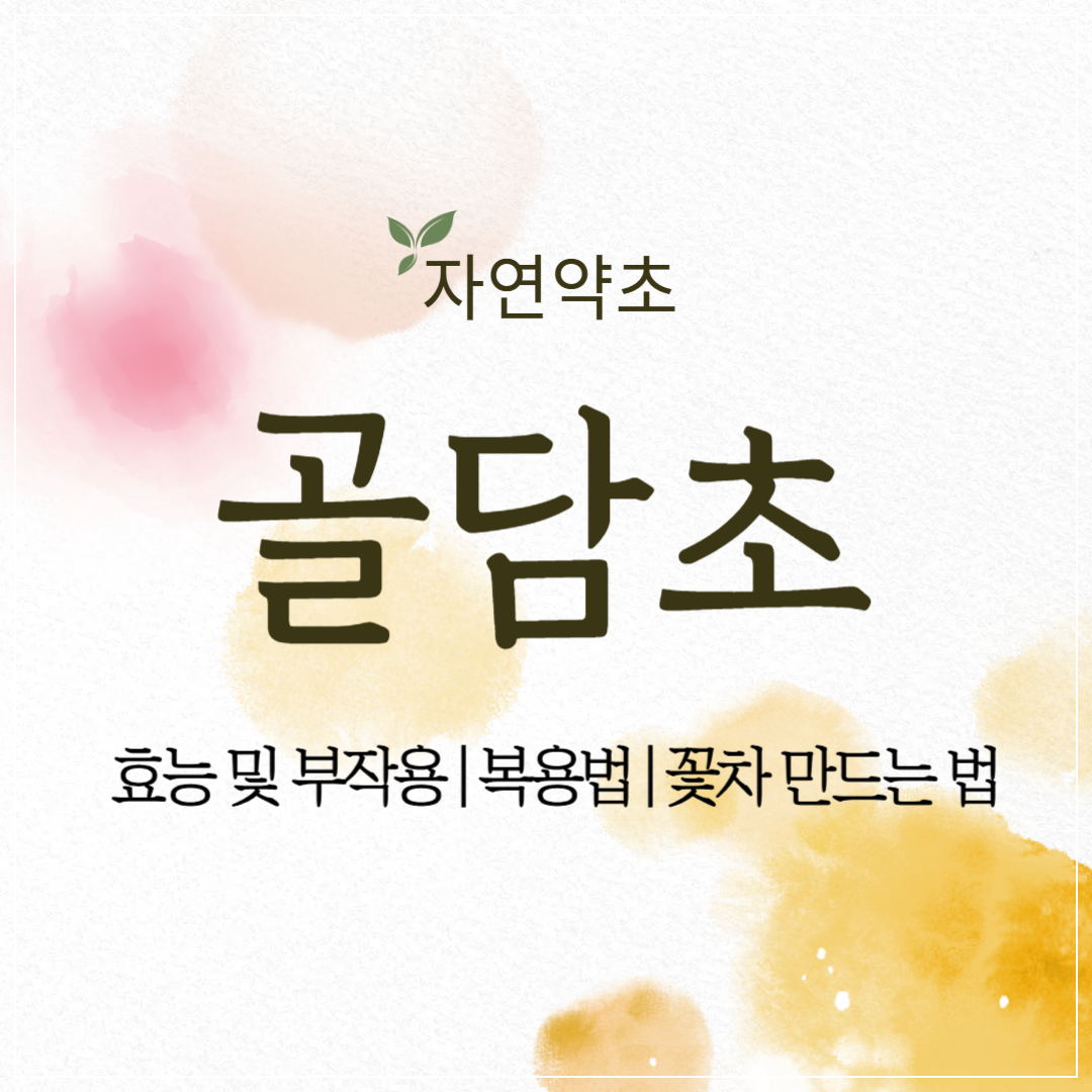 골담초 부위별 효능 및 부작용 ❘ 먹는 방법 ❘ 꽃차 만드는 법 썸네일