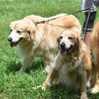 산책으로 기분 좋아 웃고 있는 리트리버 강아지