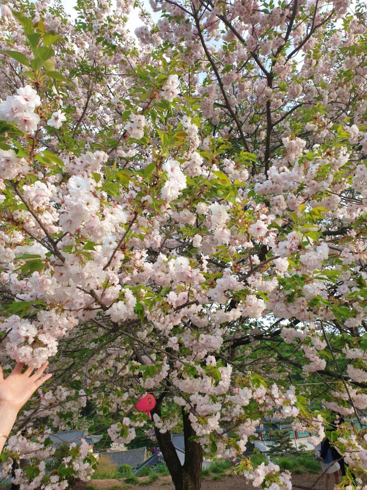 겹벚꽃 사진