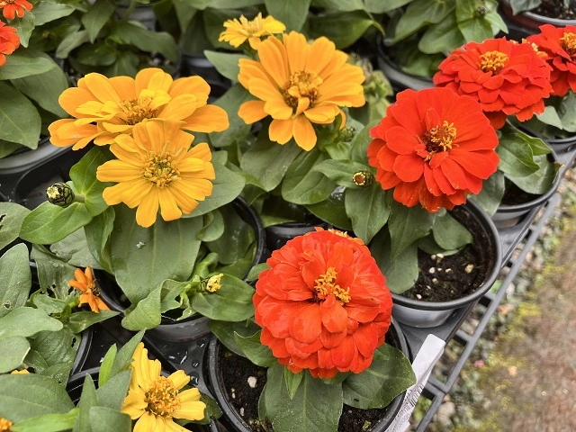 조인폴리아-쇼핑-센터