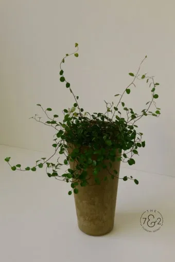 실내식물 여름철 관리 고온다습 통풍확보 물주기시간대 환기방법_13