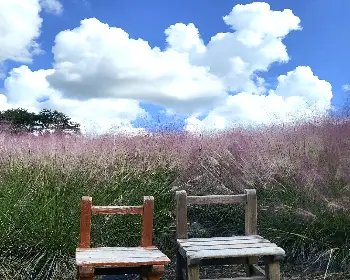 고창 핑크뮬리 축제_20