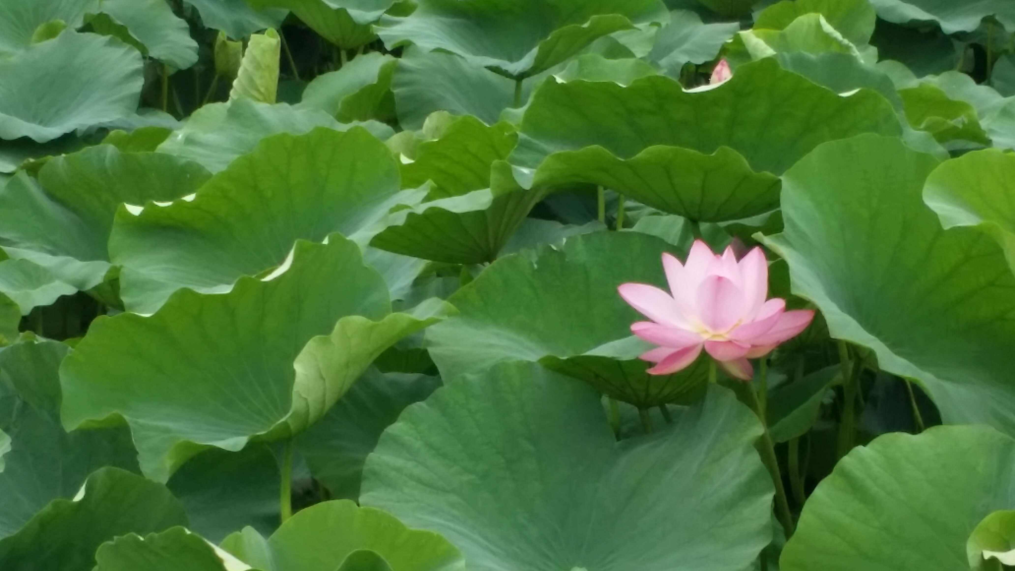 반야월 연꽃 단지 풍경