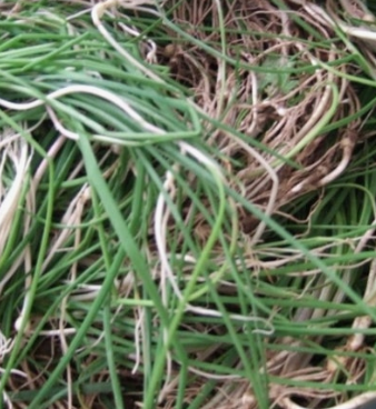 달래 효능 부작용 뿌리 고르는법