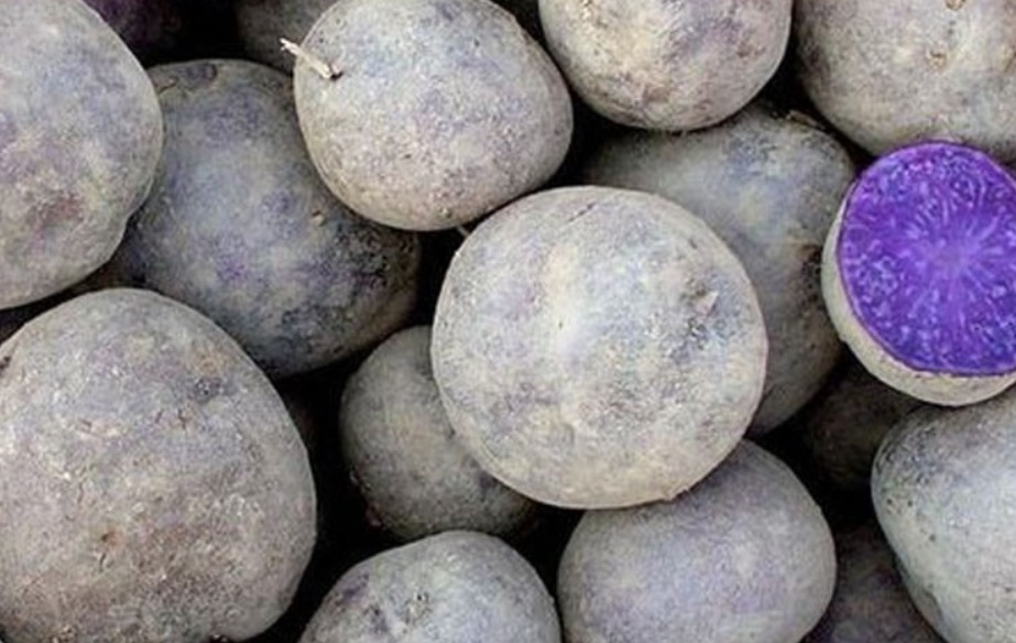 보라색감자-구매-주문-택배