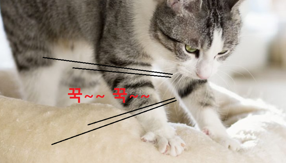 앞발로 담요를 꾹꾹 누르는 고양이 사진
