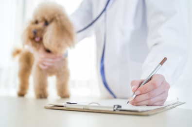 진료중인 강아지