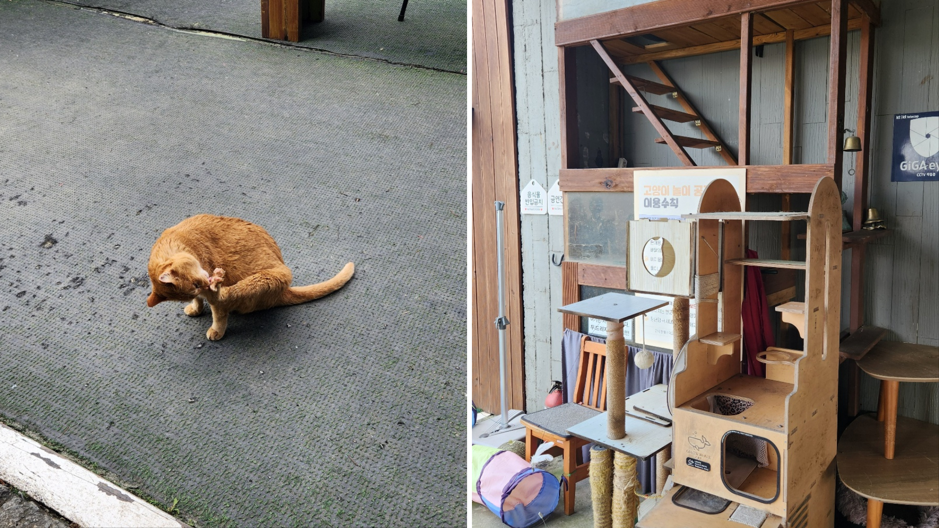 🍁 아산 은행나무길의 낭만을 담은 '갤러리 카페 모네 (Monet)' 방문 후기