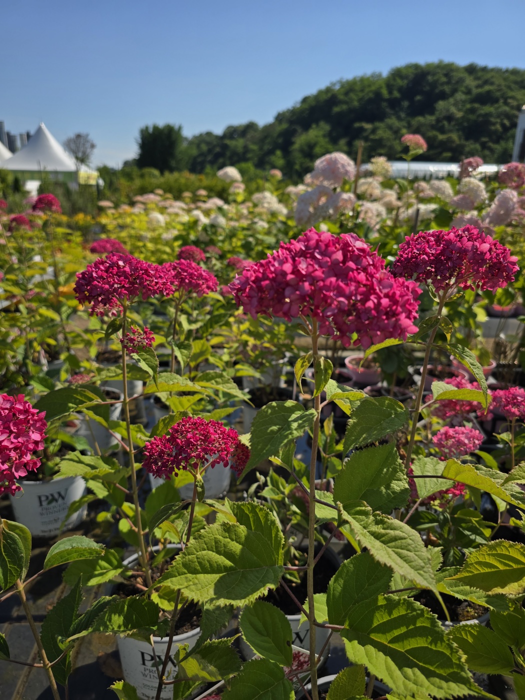 수국,장미,등등 예쁜꽃종류도 많아요