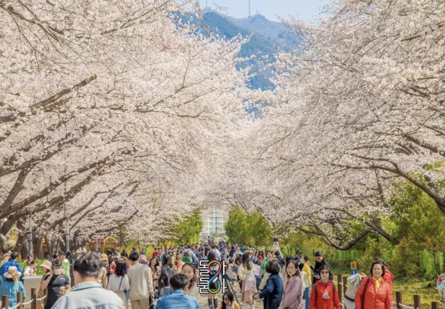 진해 벚꽃이 만개한 사진