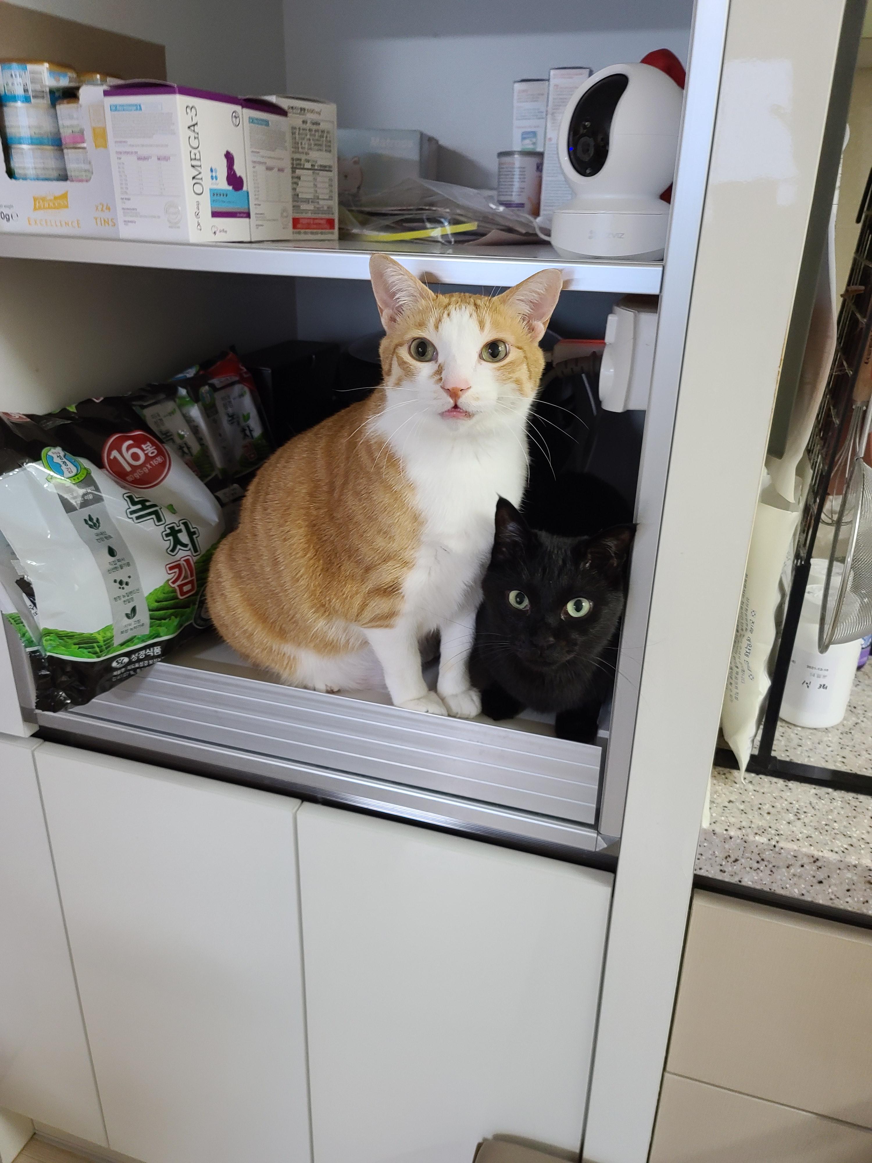 섭섭한게 많아서 말이 많아진 수다냥이 호야. 엄마랑 눈맞춤은 필수.