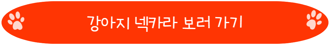 강아지 상처부위 핥지 않도록 넥카라 착용하기