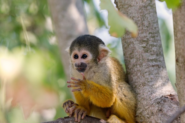 2024년 원숭이띠 운세