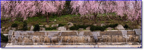 세종시 베어트리파크 입장료 할인 봄꽃 축제 가는길