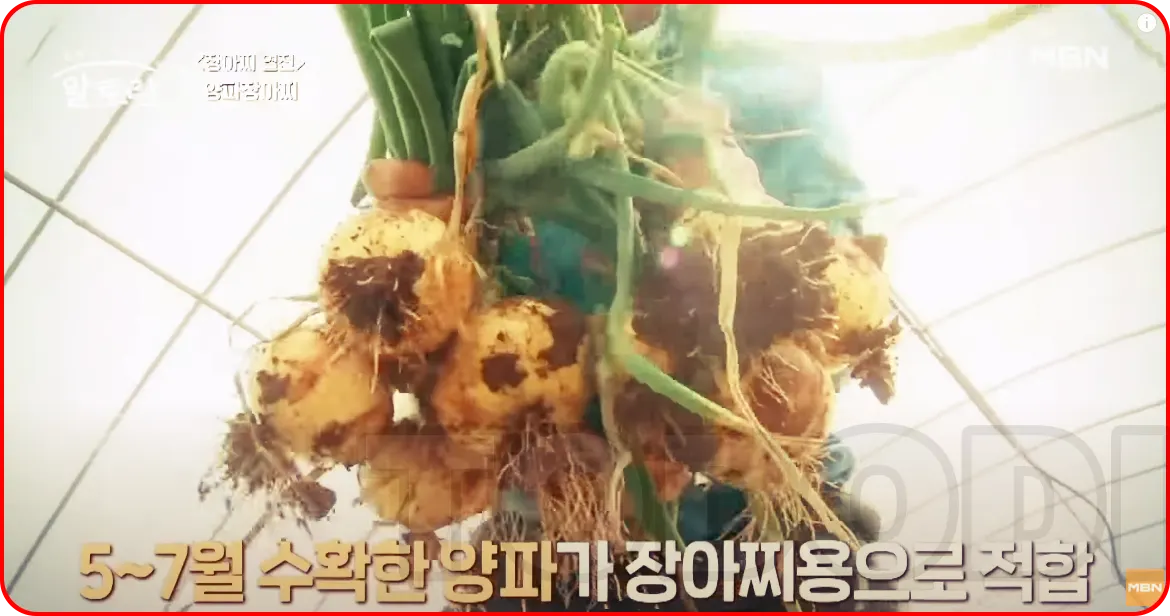 5~7월 수확한 햇양파