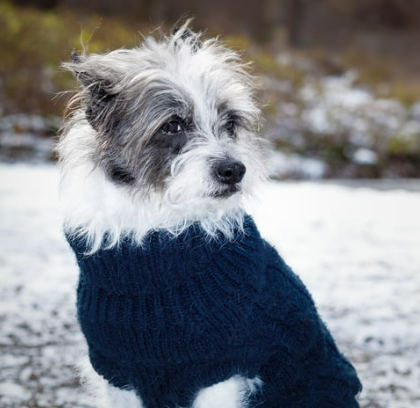강아지 떠는 이유 6가지, 단순히 추워서가 아닙니다