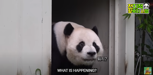 푸바오 생일잔치 판다 번식기