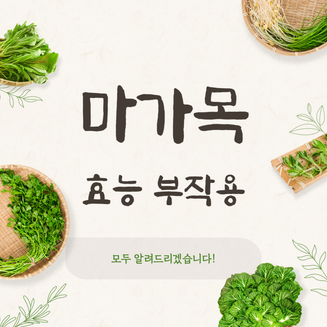 마가목 효능 부작용 총정리|마가보감부터 마가목열매까지 모두 알려드립니다