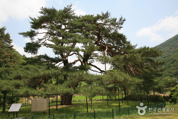 보은 가볼만한곳 베스트10