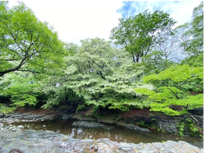 경주-이팝나무사진