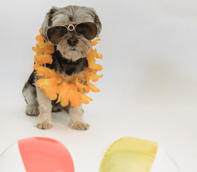 강아지 선글라스