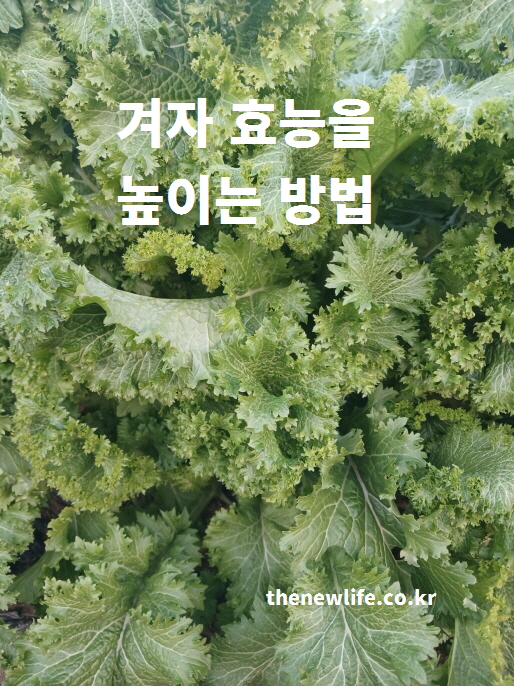 신선하게 자란 초록빛 겨자잎이 빽빽하게 모여 있는 모습