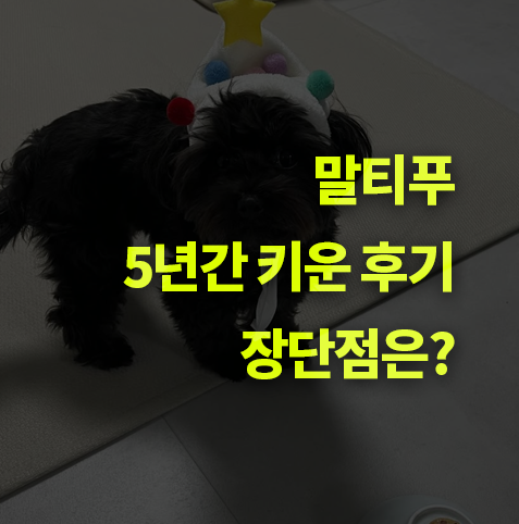 말티푸와 동거동락 5년, 직접 키워본 후기! 장단점 총정리.