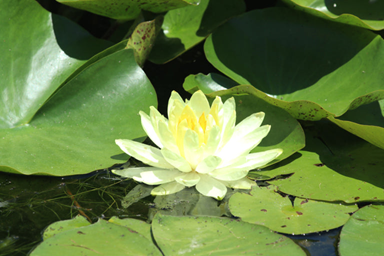 왕송호수 한 바퀴 의왕 레일파크3