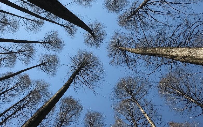 장태산 자연휴양림 정보, 숙박 정보, 가을 단풍, 대전 가볼만한 곳