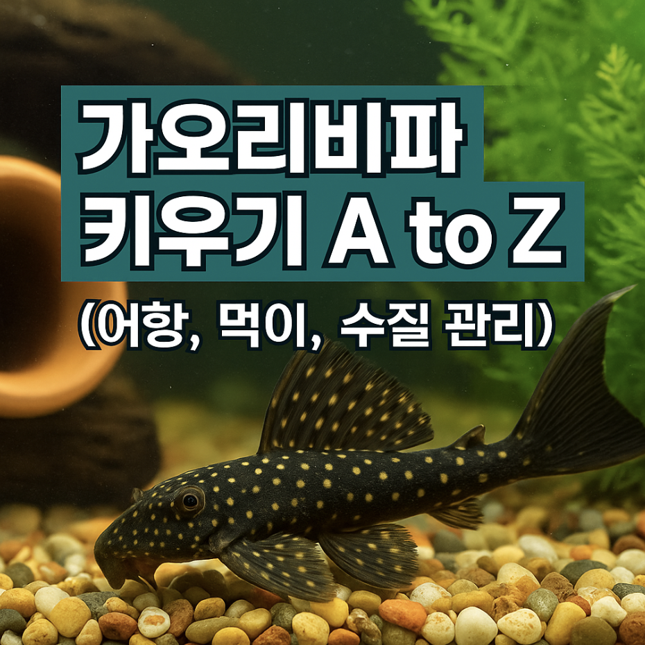 가오리비파 키우기 A to Z (어항, 먹이, 수질 관리)