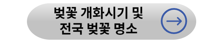 봄꽃 기차여행 (벚꽃기차)코스 및 금액 정리