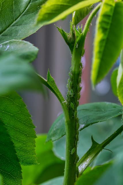 스마트 센서를 활용한 병해충 조기 탐지와 방제 전략