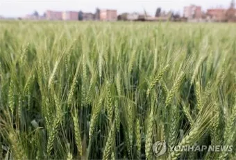 밀 재배 파종 밀도 월동 관리 도복 방지_2