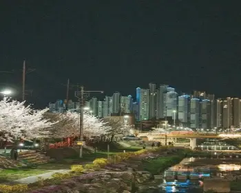 대청호 벚꽃축제_6