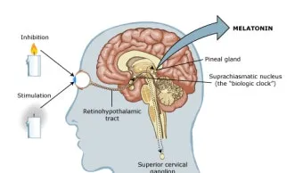 식물성 멜라토닌 효능_19