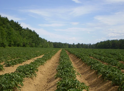 땅의지목확인방법