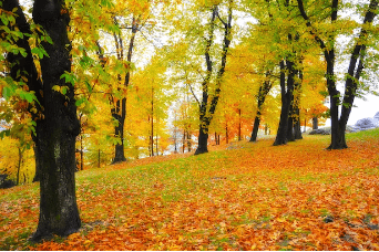 2023년 단풍시기 예측지도