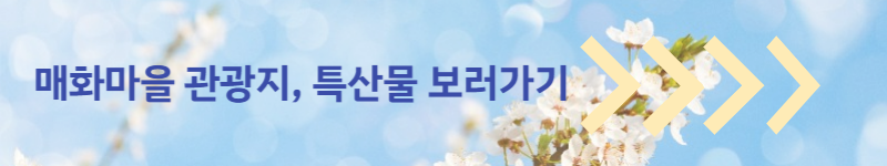 광양매화