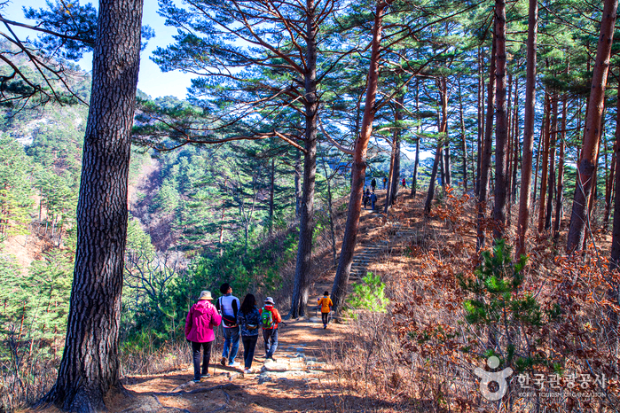 소나무 길 사이로 사람들이 걸어가고 있다.