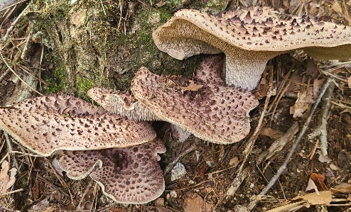 능이버섯 채취시기